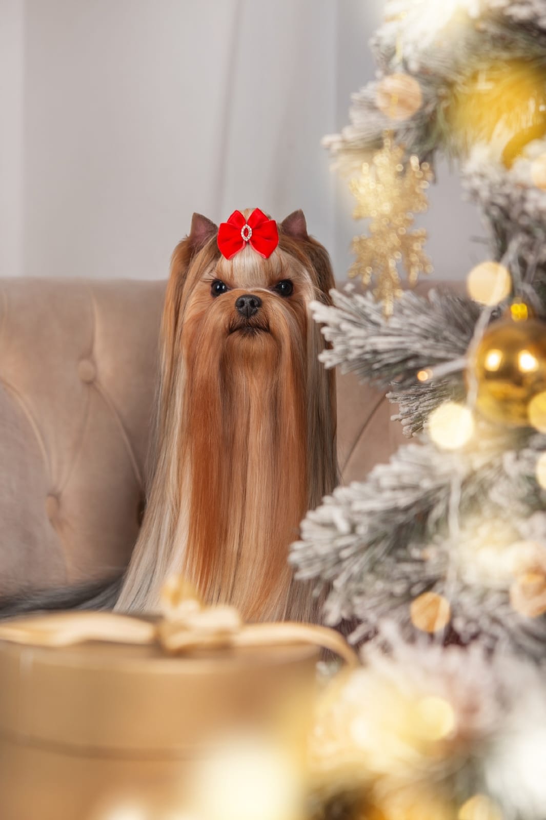 Nexachuxa &mdash; Labaza DogPedigree YorkshireTerrier
